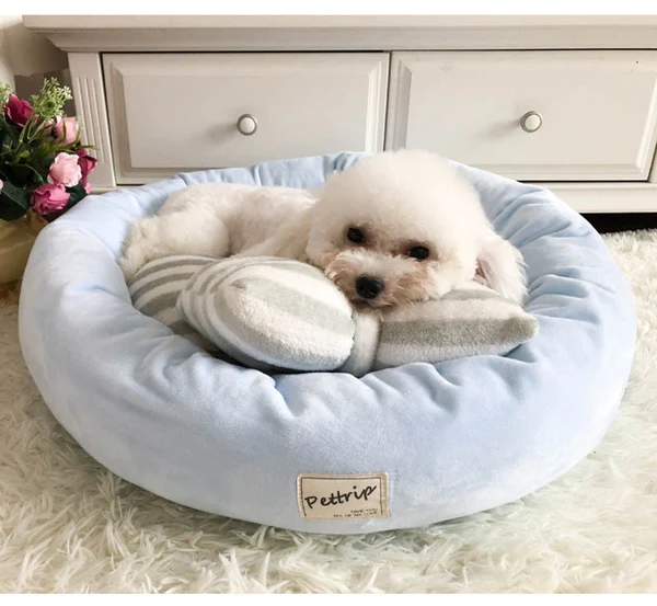 small white dog cuddled into a light blue pet bed