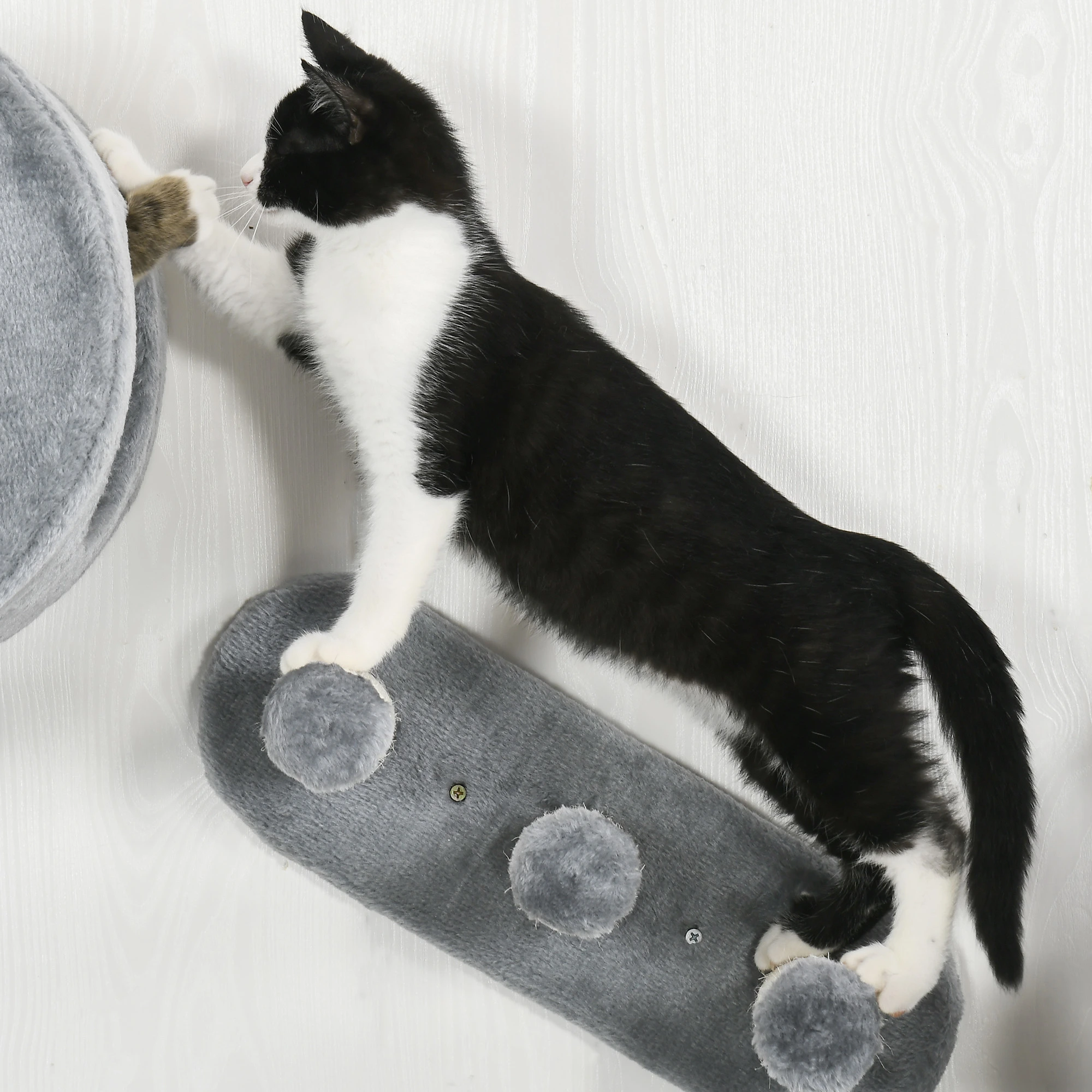 Black and white cat climbs on stairs attached to wall